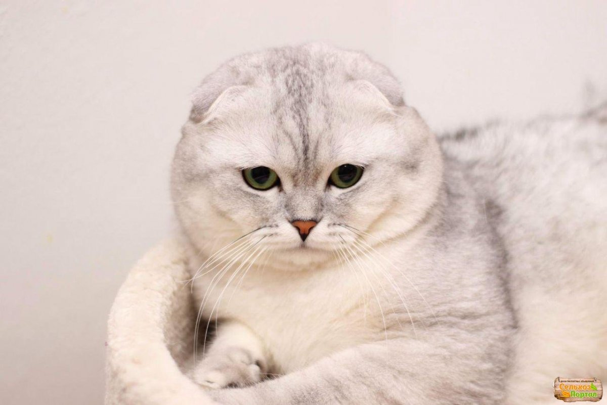 Шотландский вислоухий котенок Золотая шиншилла