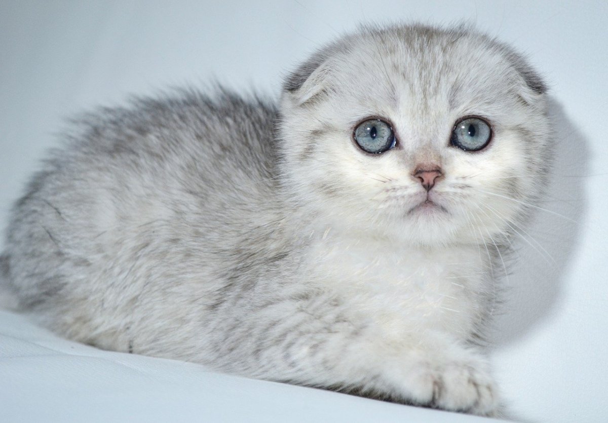 Вислоухая шиншилла белая с голубыми глазами