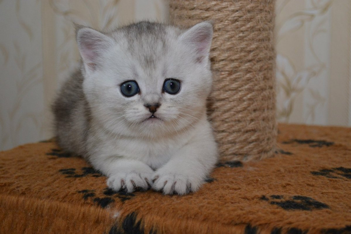 Шотландский вислоухий скоттиш фолд шиншилла