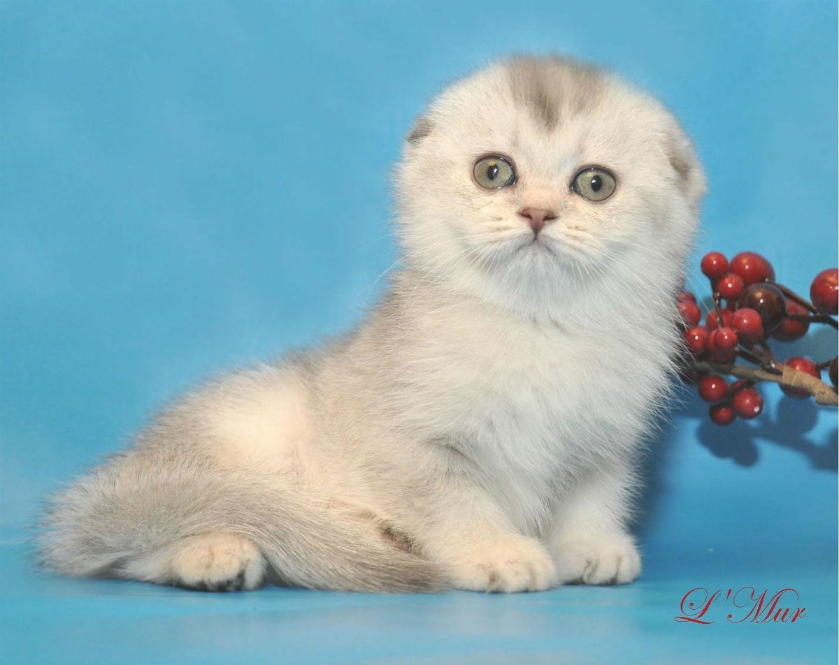 Шотландская вислоухая шиншилла