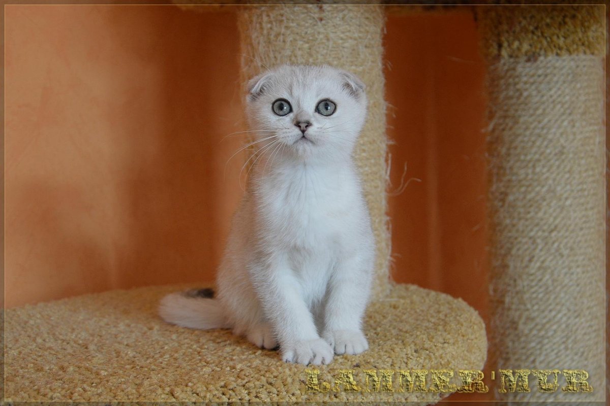 Шотландская вислоухая шиншилла