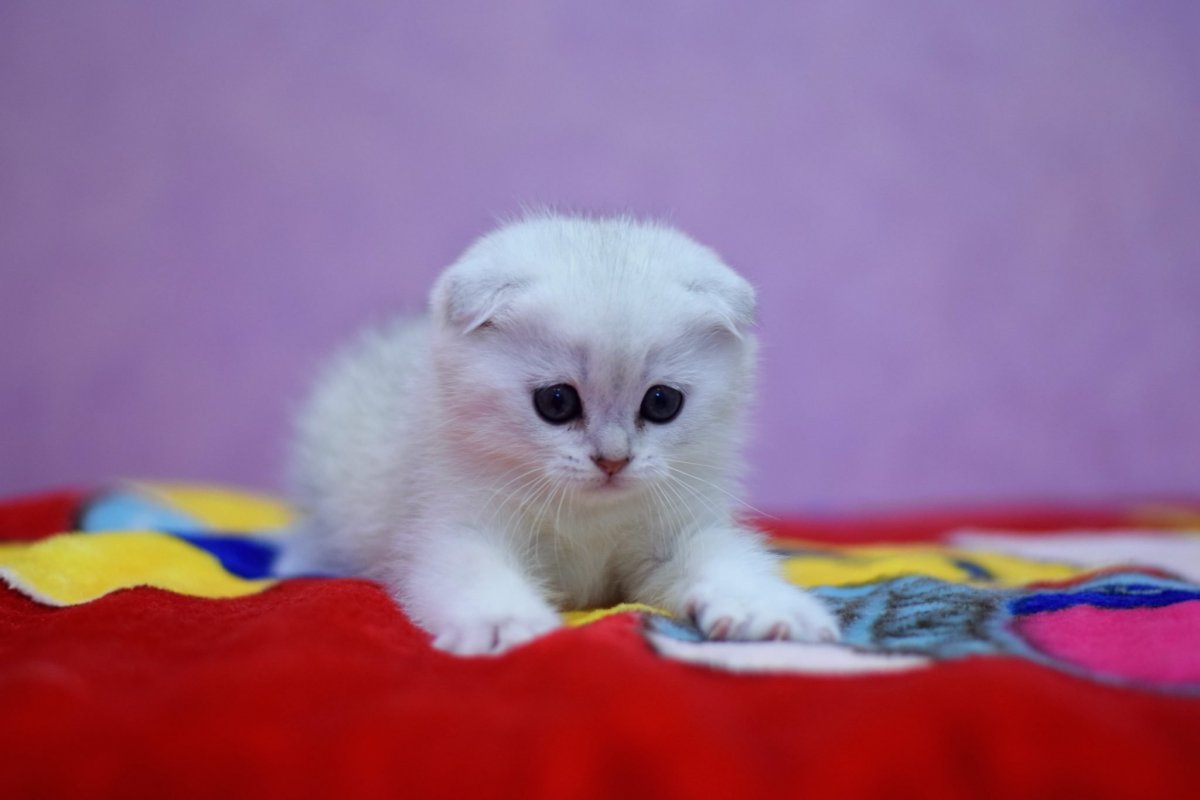 Шотландские котята окрас камео ред номер буквы и цифры