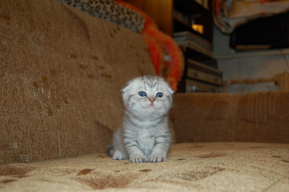 Золотая шиншилла кошка Шотландская серебристая