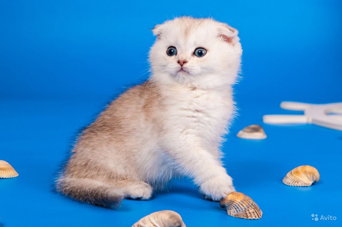 Скоттиш фолд котята