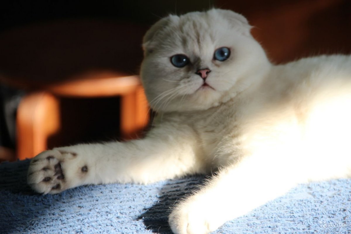 Скоттиш фолд серебристая шиншилла котенок