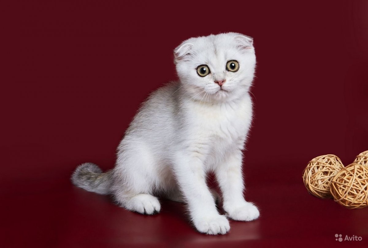 Шиншилловый кот мальчик