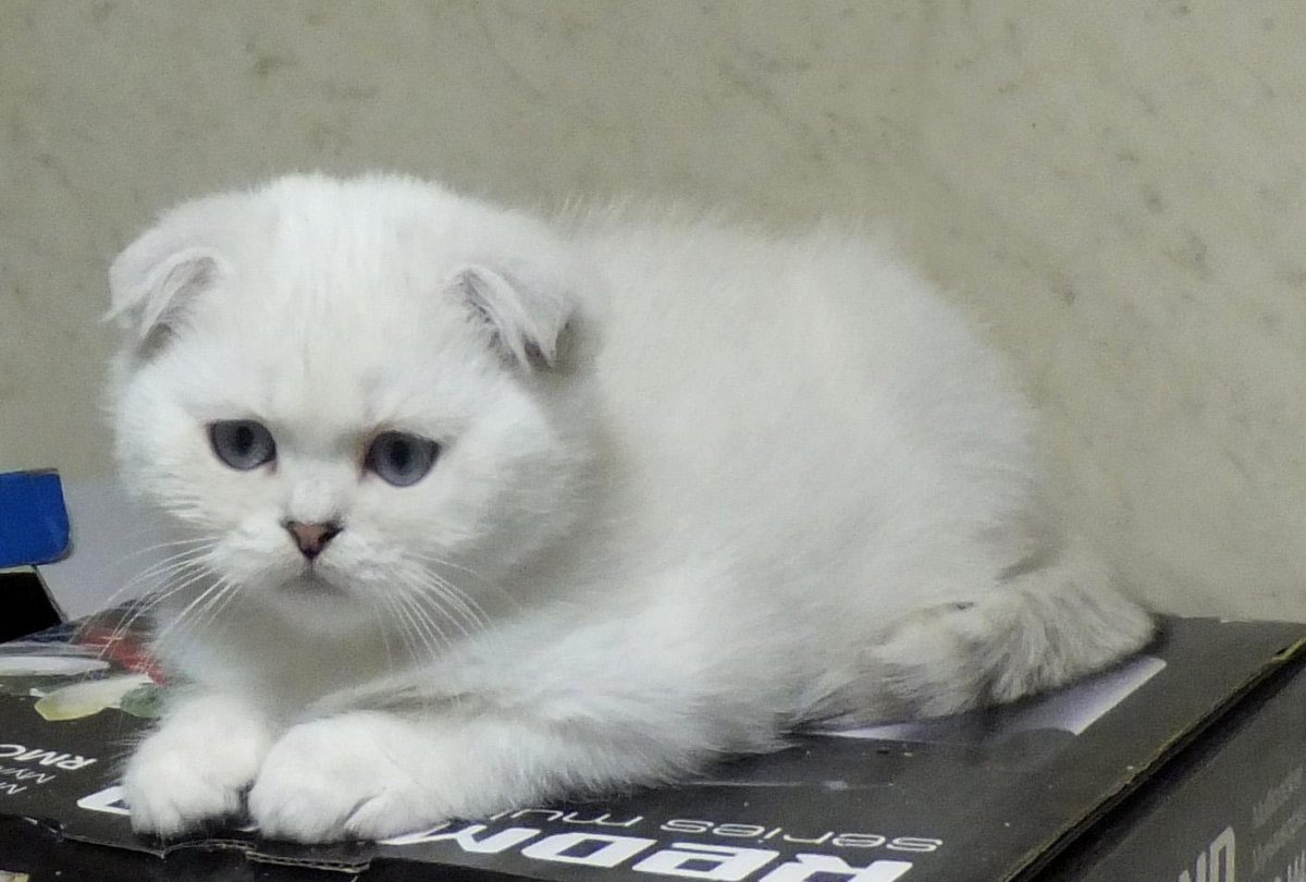 Скоттиш фолд Золотая шиншилла