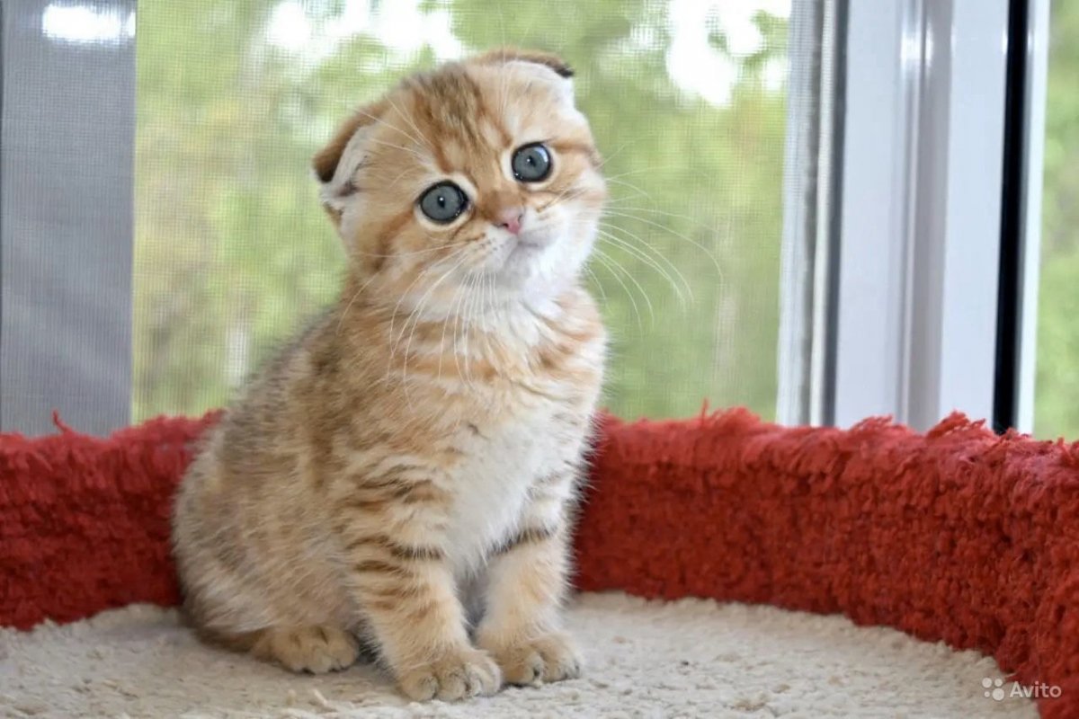 Серебристая шиншилла камео