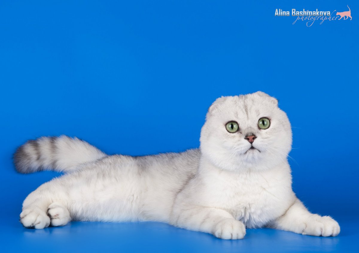 Шотландская вислоухая шиншилла