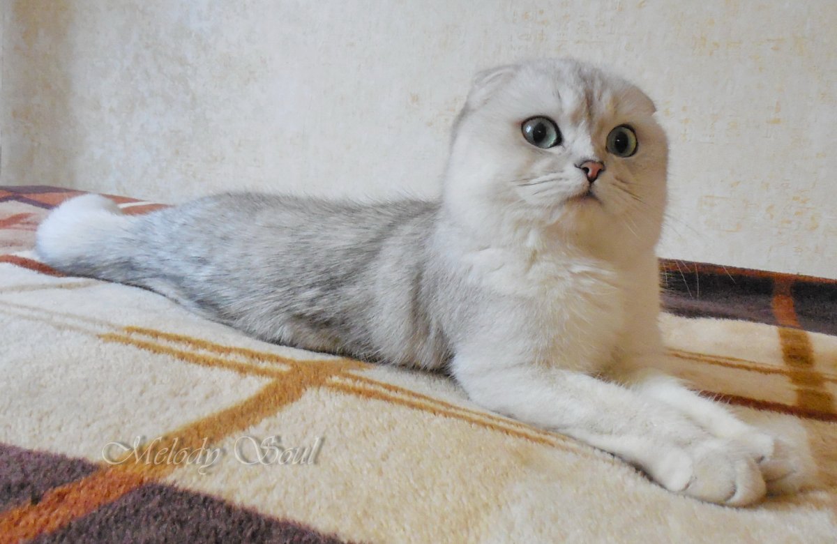 Британская вислоухая шиншилла