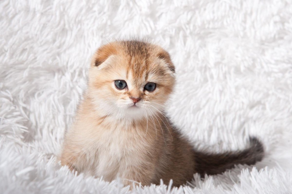 Британская вислоухая шиншилла