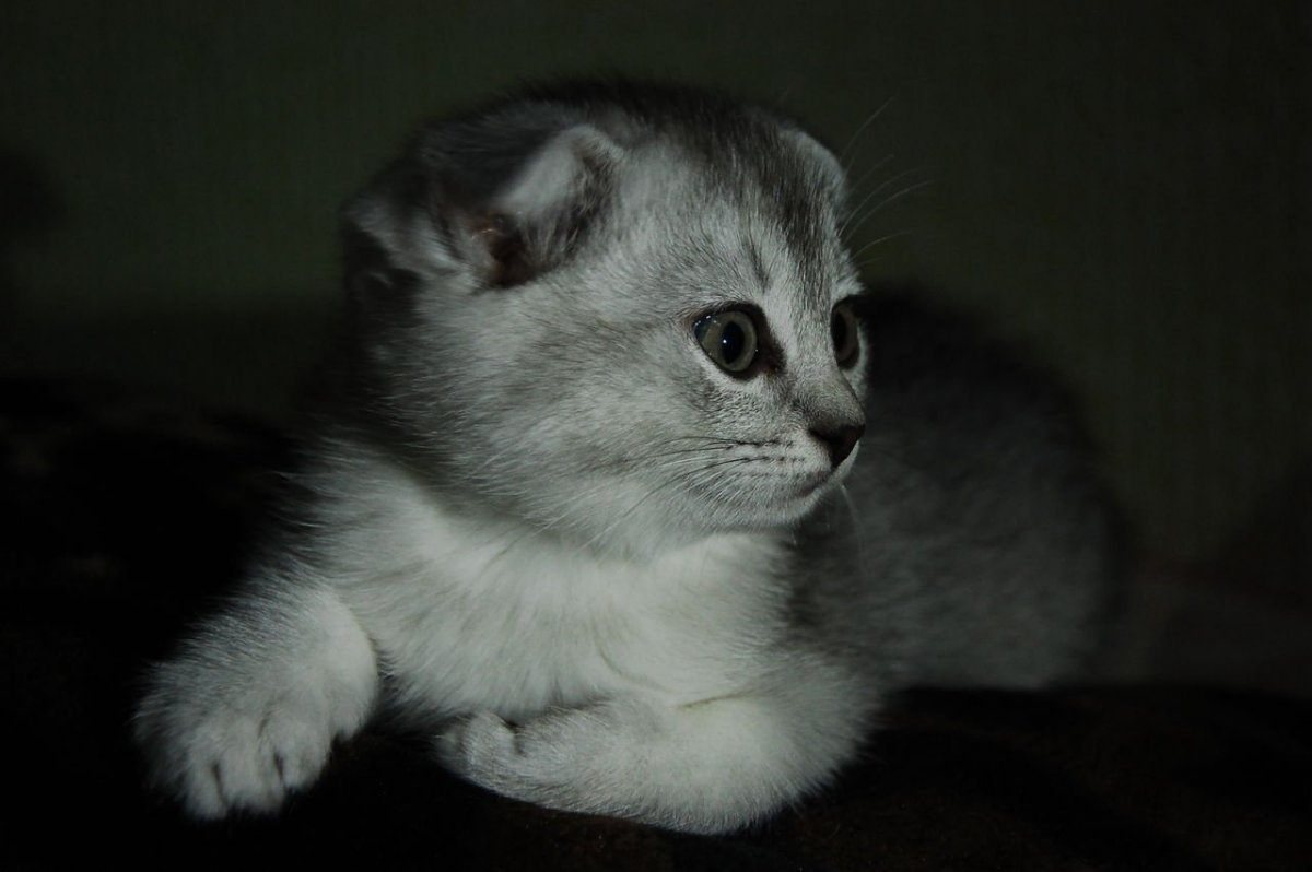 Скоттиш фолд