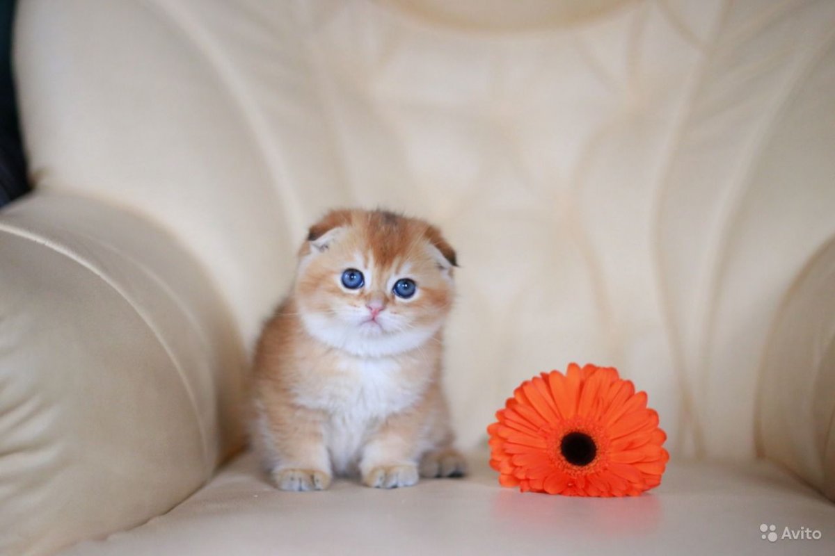 Серебристая Сиамская шиншилла