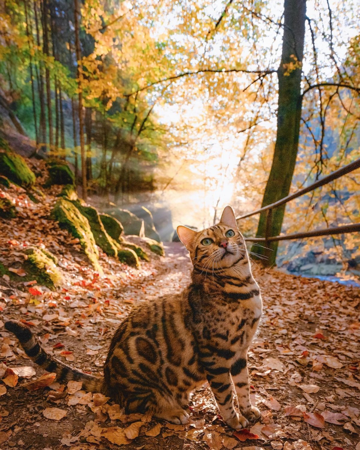 Рыжие бенгалы