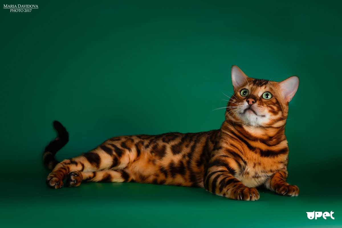 Бенгальский кот полосатый