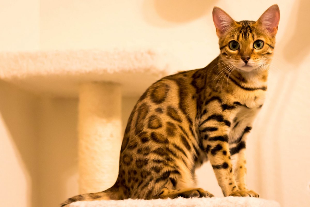 Бенгальский кот в прыжке