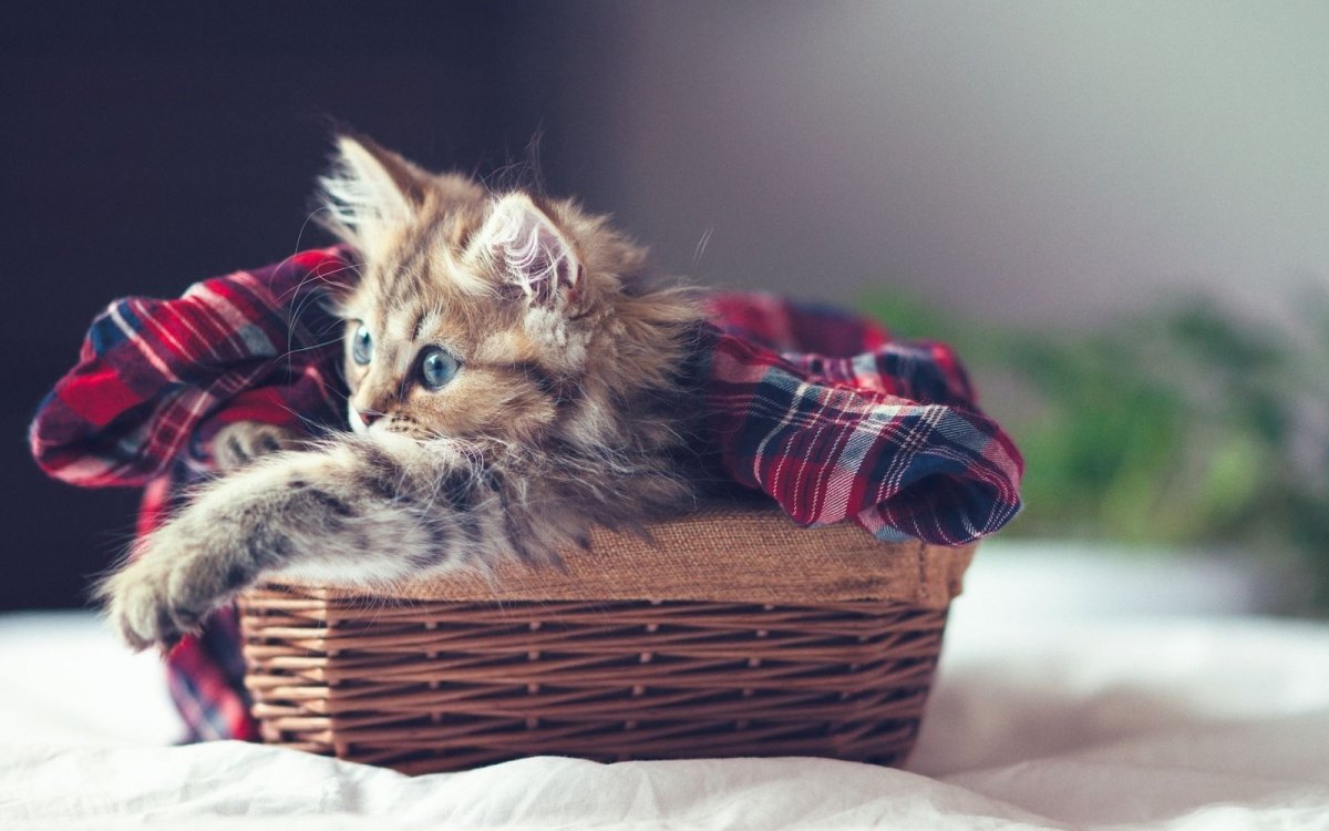 Красивые котята