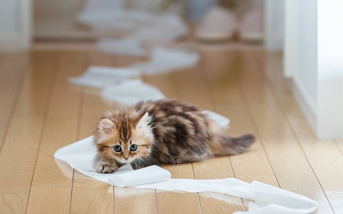 Самые милые котята в мире