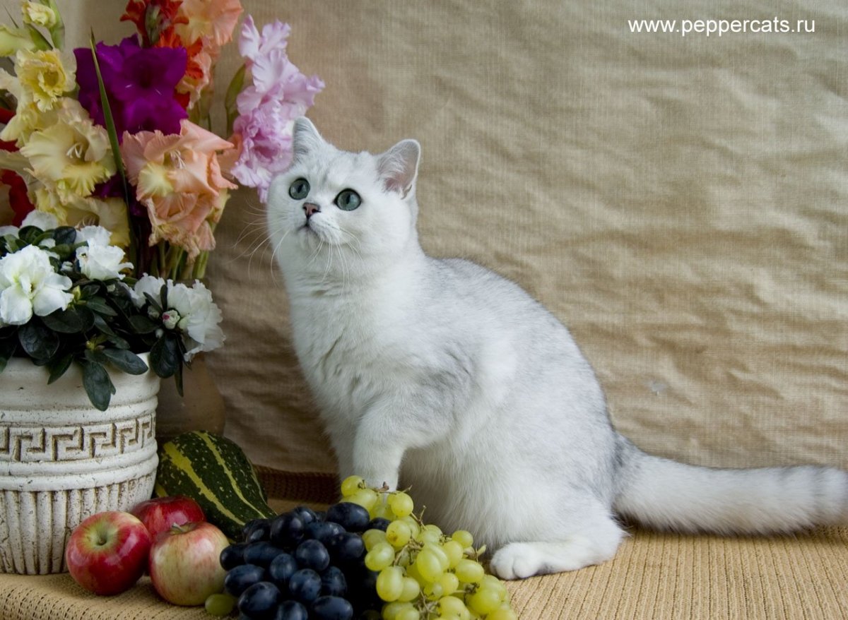 Королевская шиншилла голубая кошка