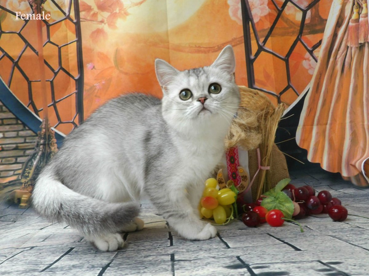 Британская шиншилла темная