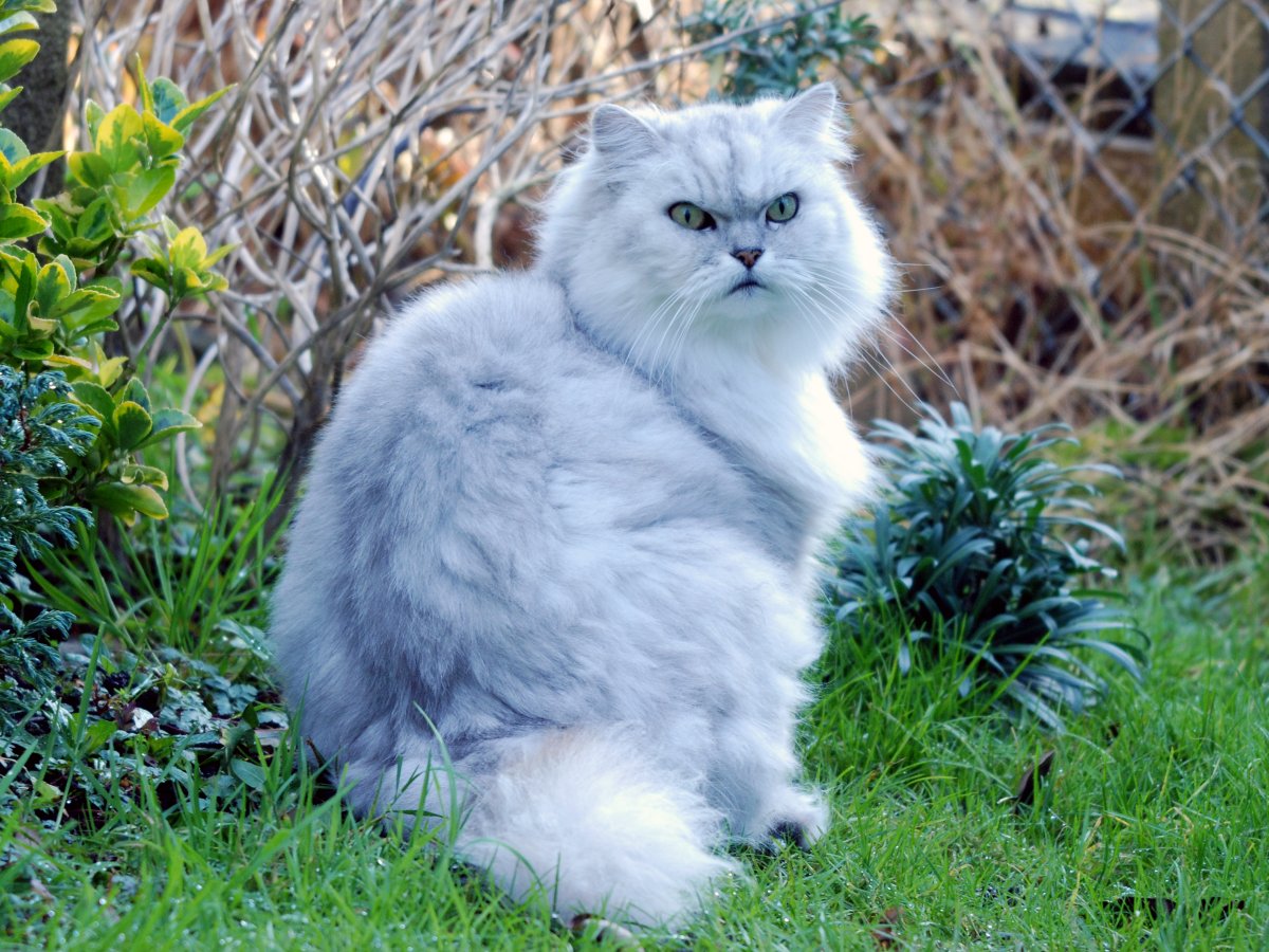 Британская шиншилла белая