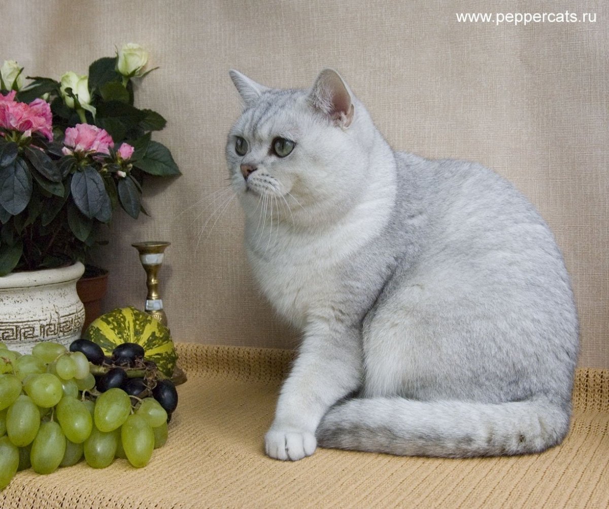 Шотландская серебристая шиншилла