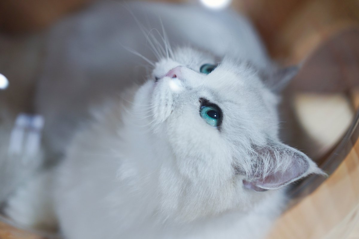 Британская шиншилла