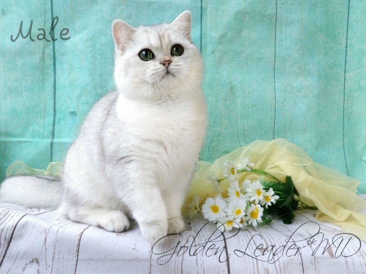 Голубая шиншилла кот