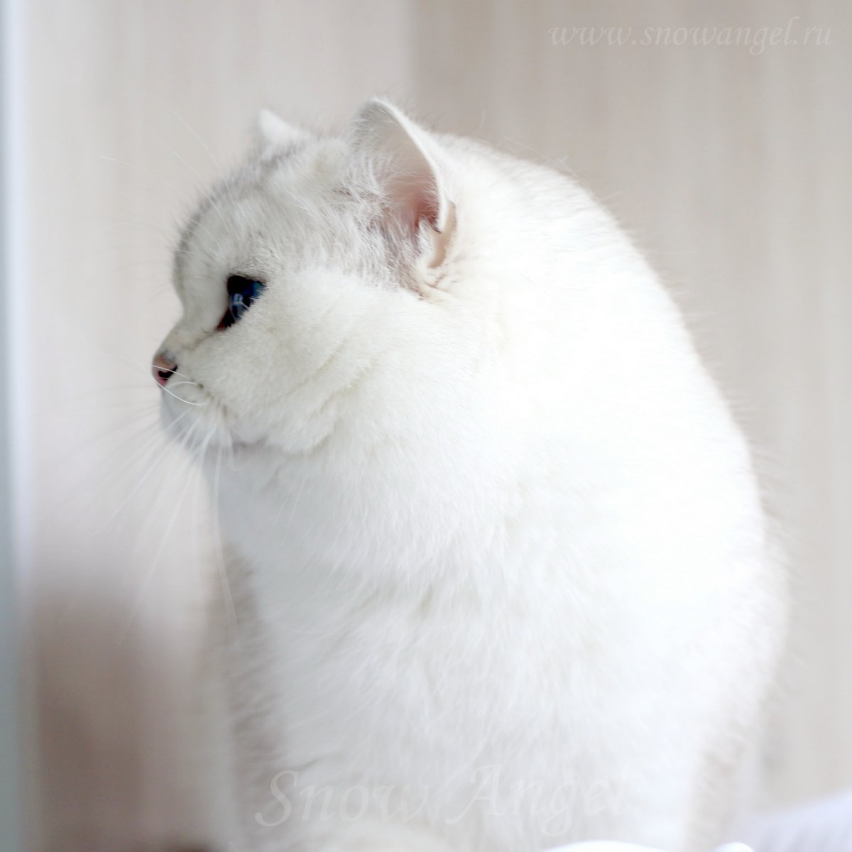 Шотландская шиншилла