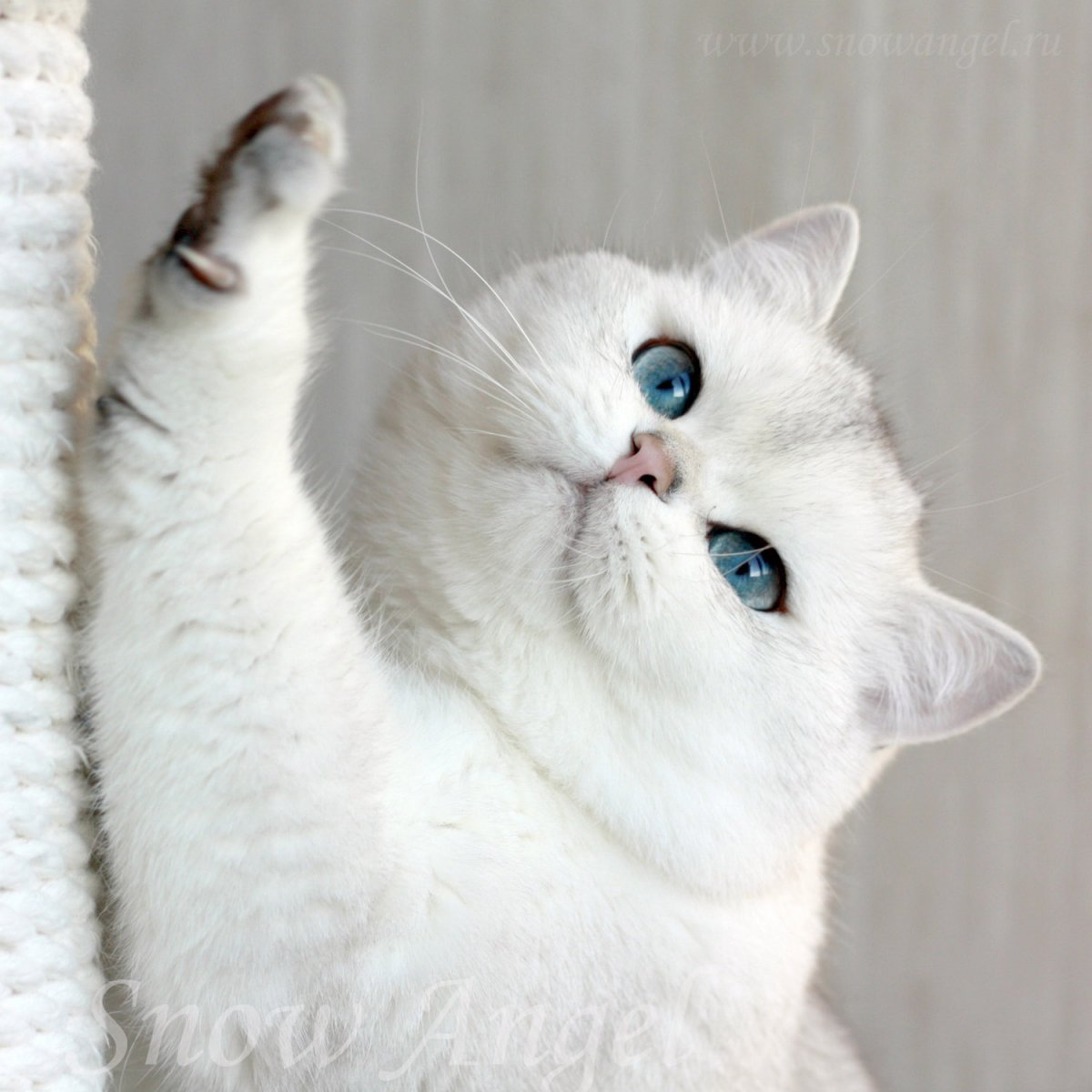 Британская шиншилла черная