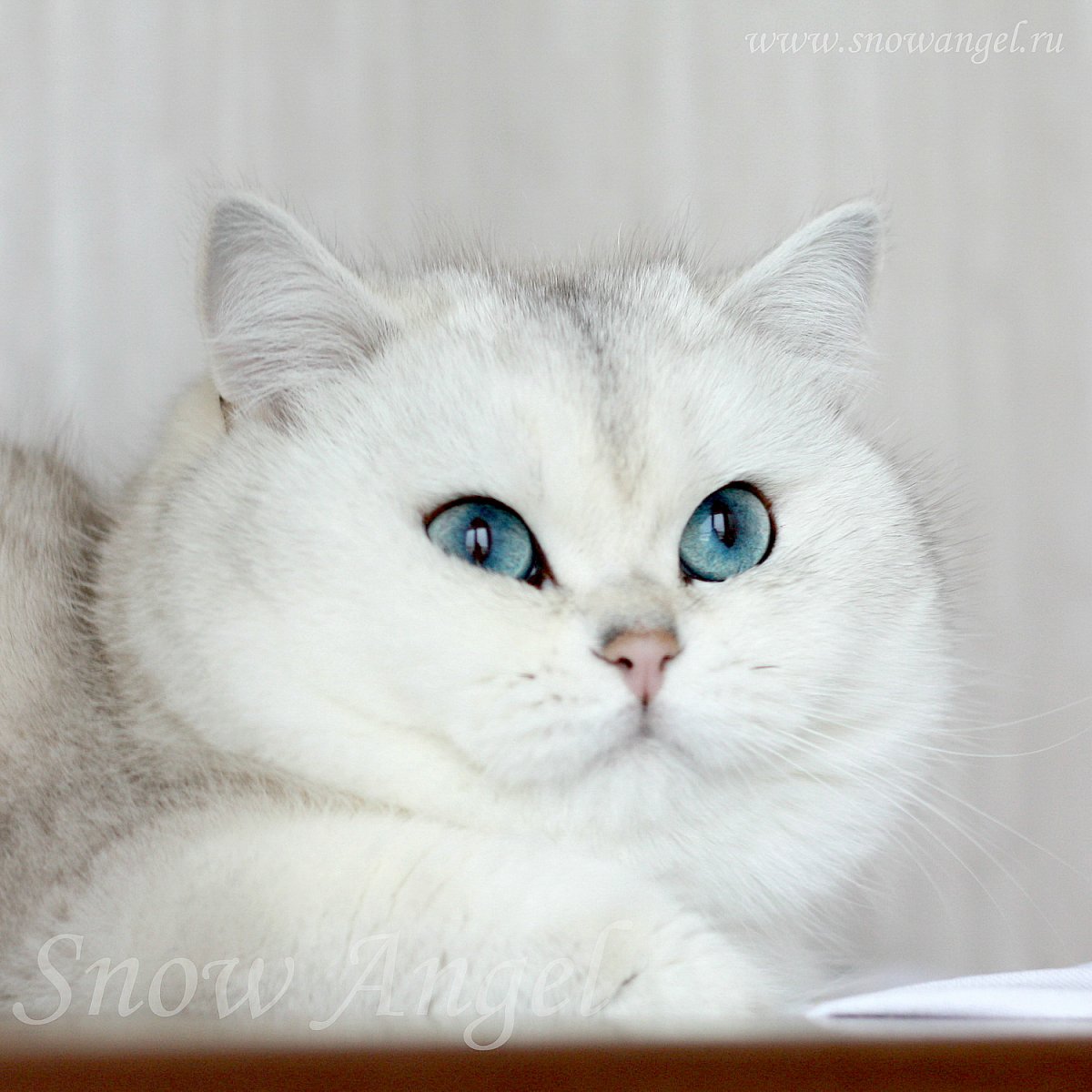 Белая Британская шиншилла Коби