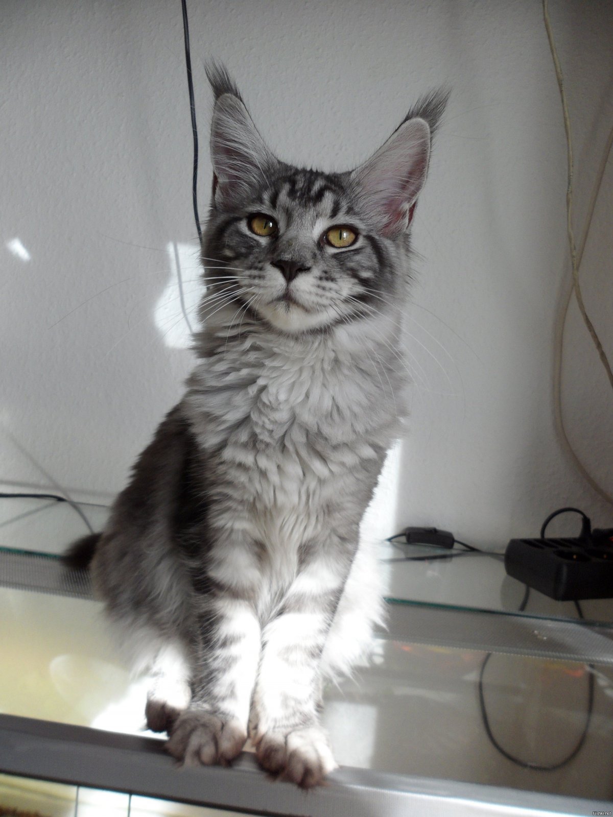 Два котенка Мейн куна