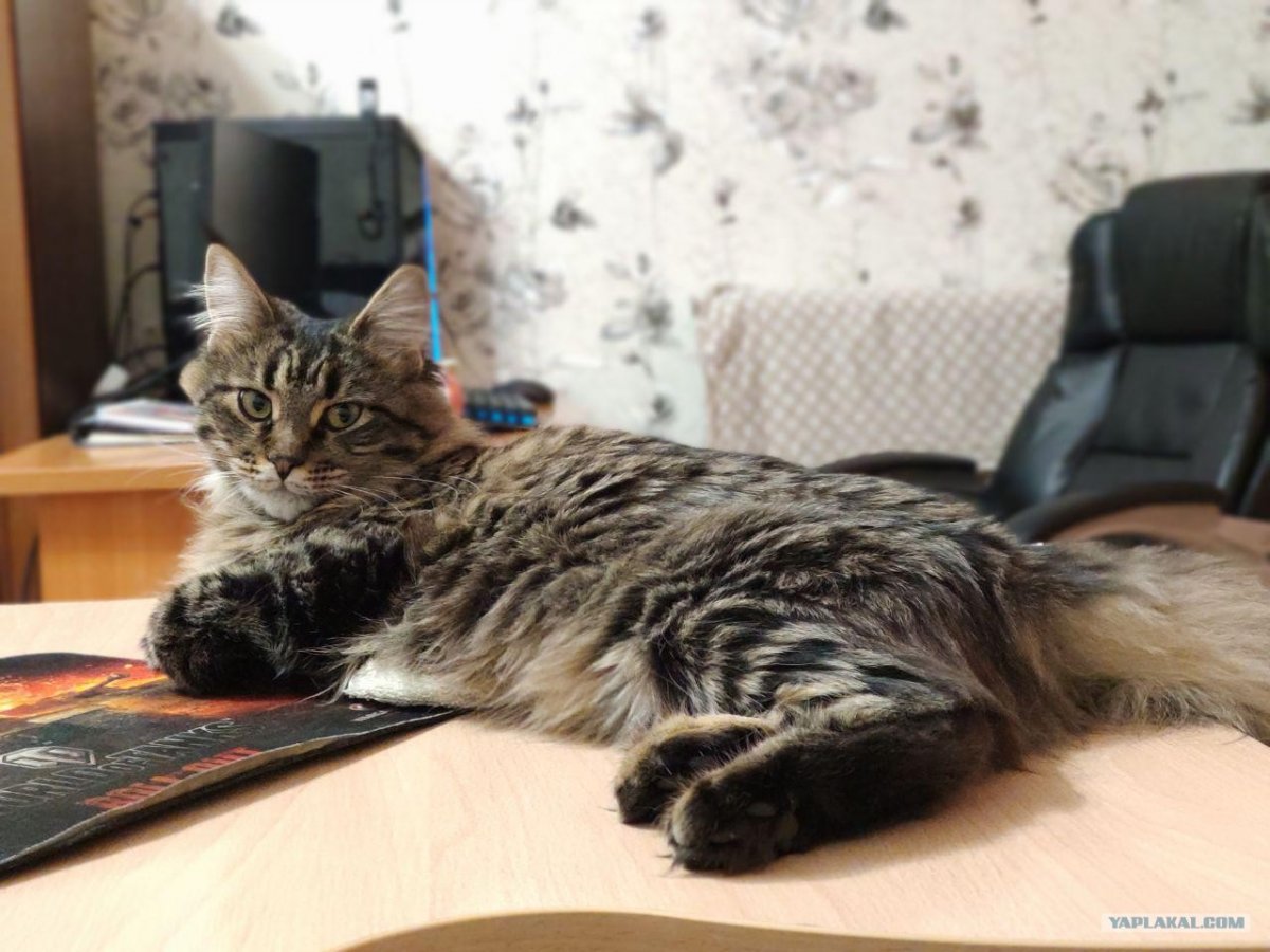 Этапы взросления Мейн куна