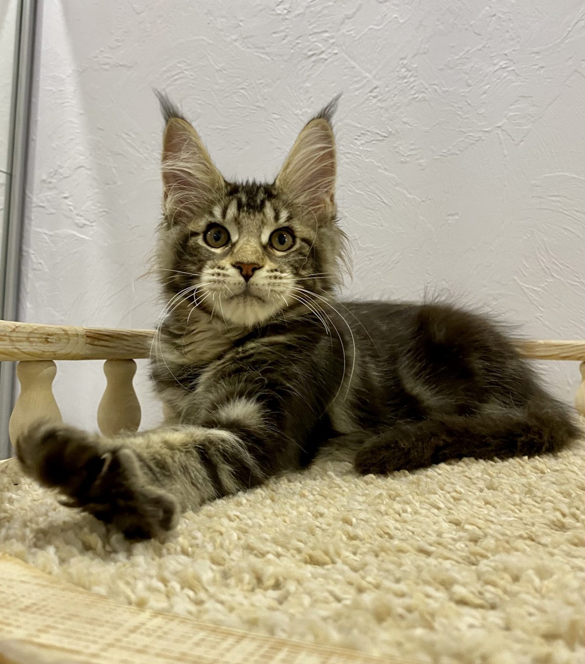 Стадии взросления Мейн куна