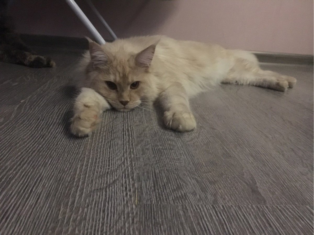 5 Стадий взросления Мейн куна