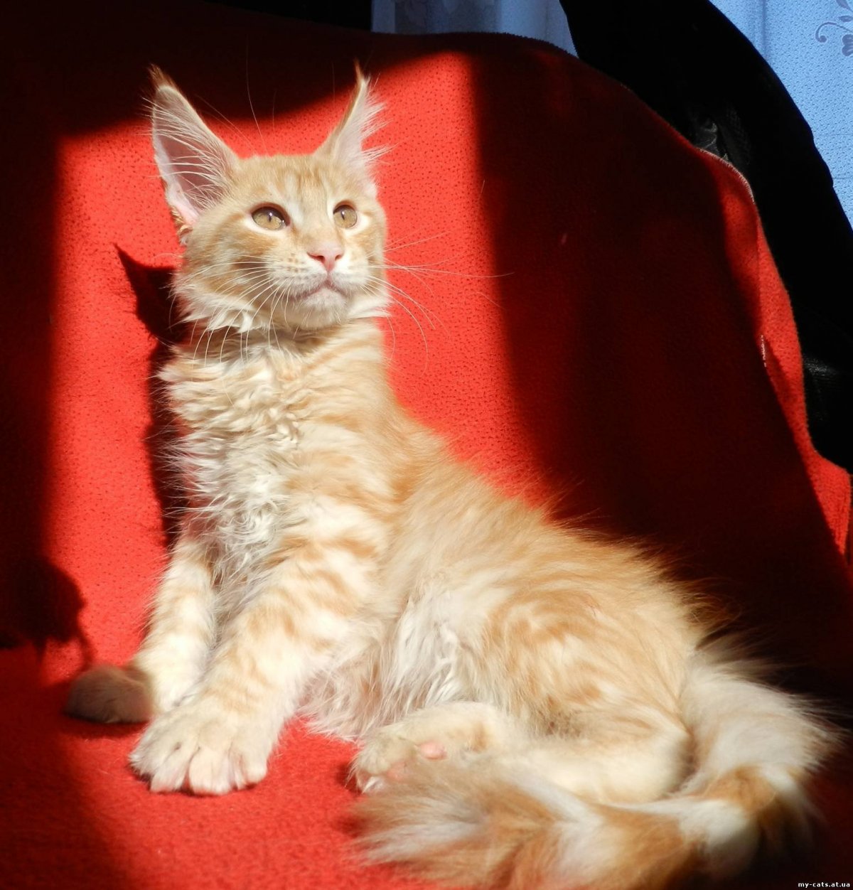 Взросление Мейн куна по месяцам