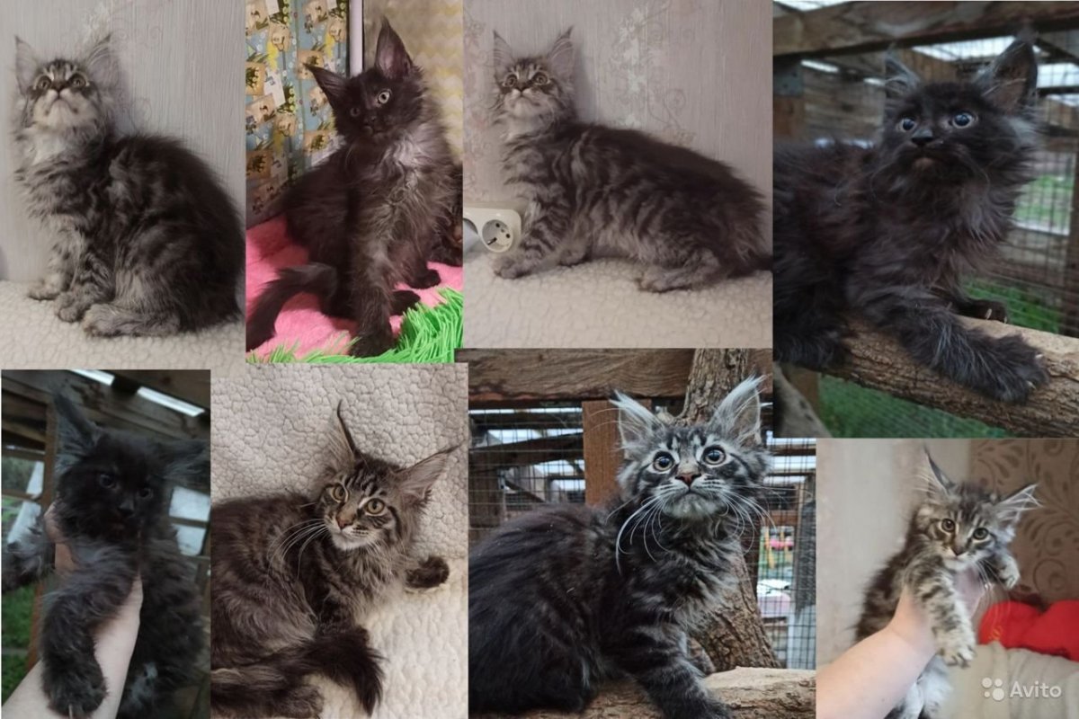 Взросление Мейн куна по месяцам