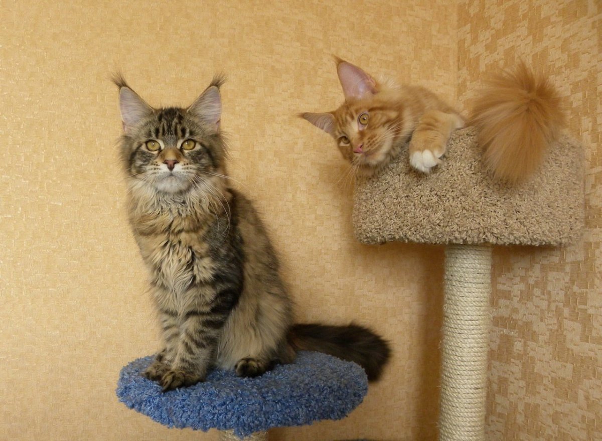 Мейн куна по месяцам