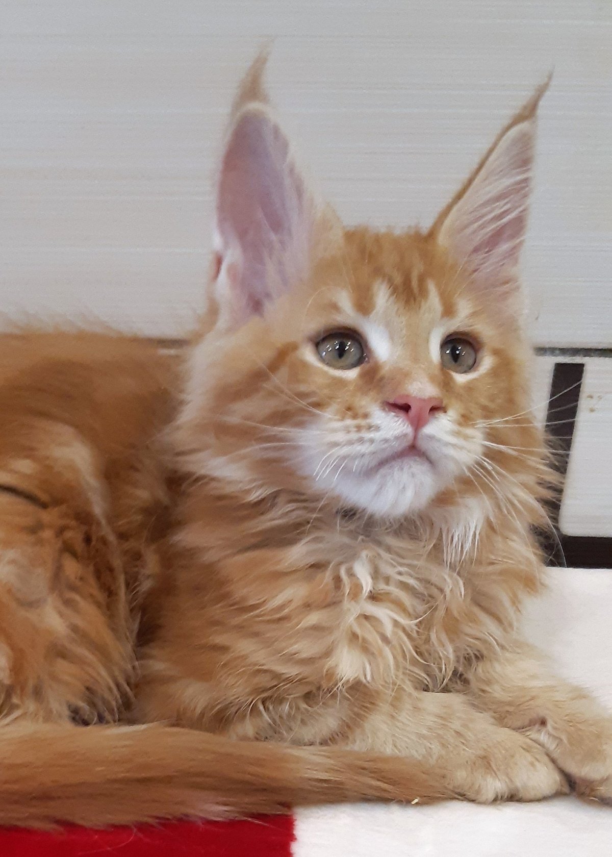 5 Стадий взросления Мейн куна