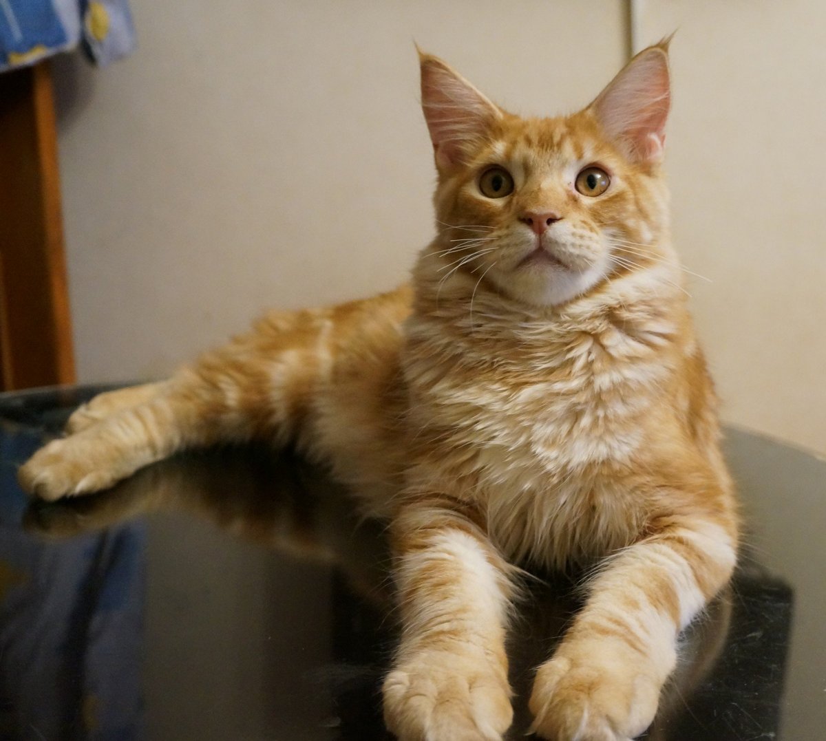 Бежевый Мейн кун фото