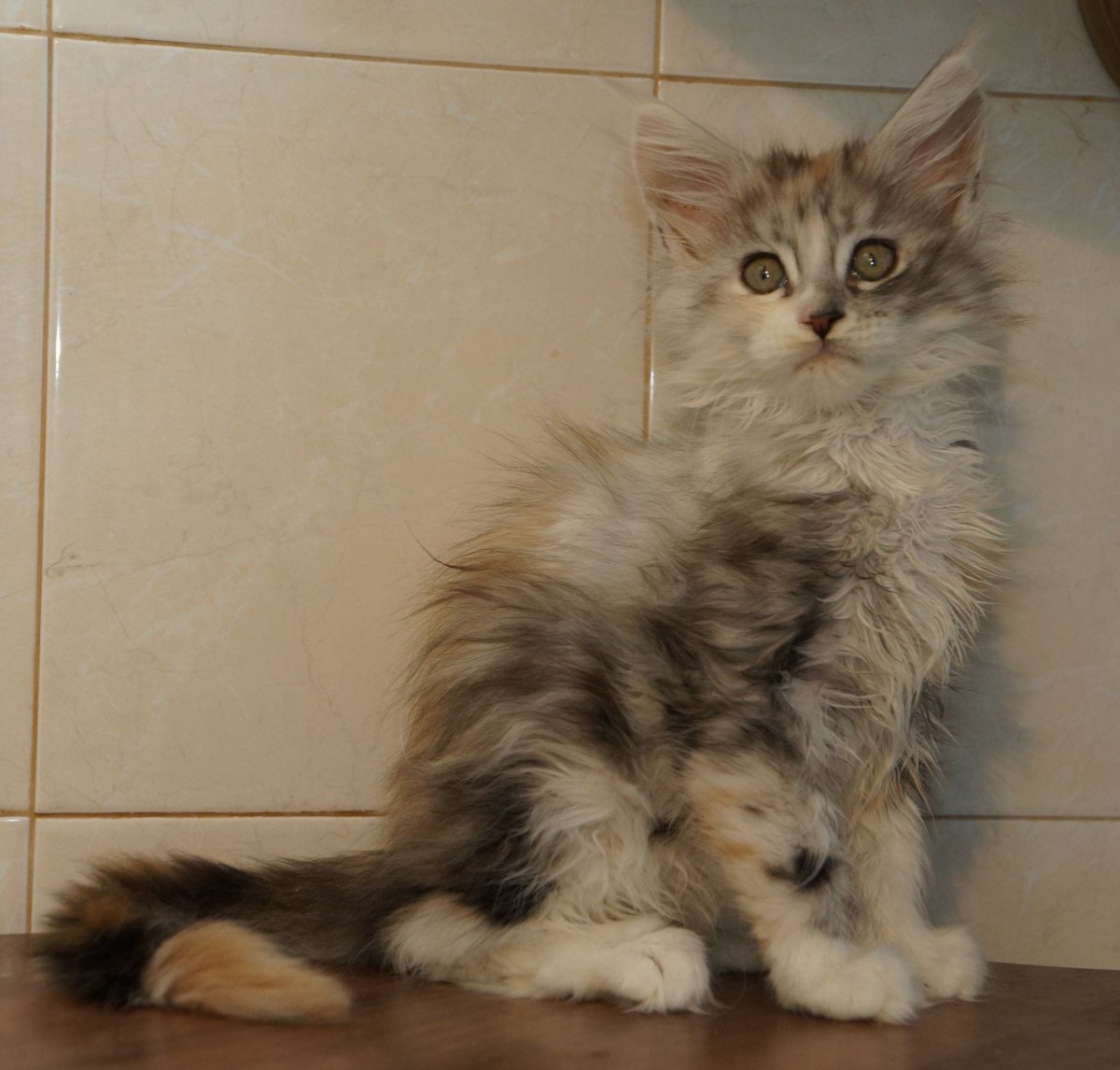 Мейн кун смесь с дворовой