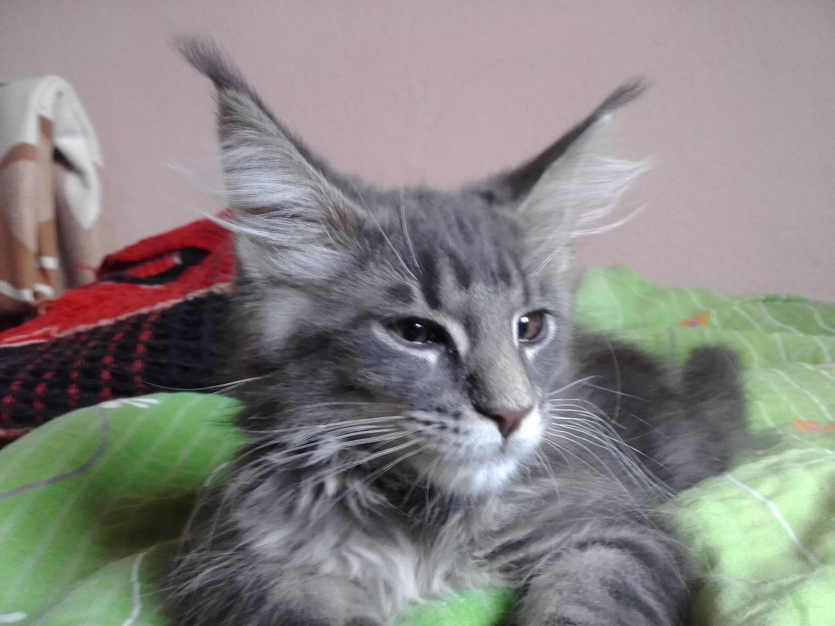 Экскременты Мейн кунов