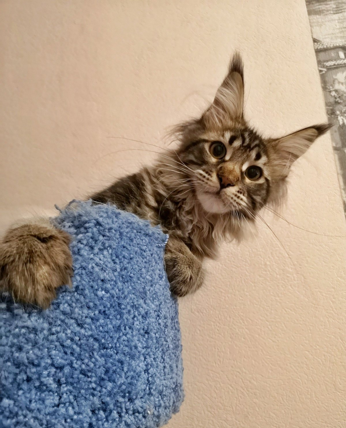 Семья черных Мейн кунов