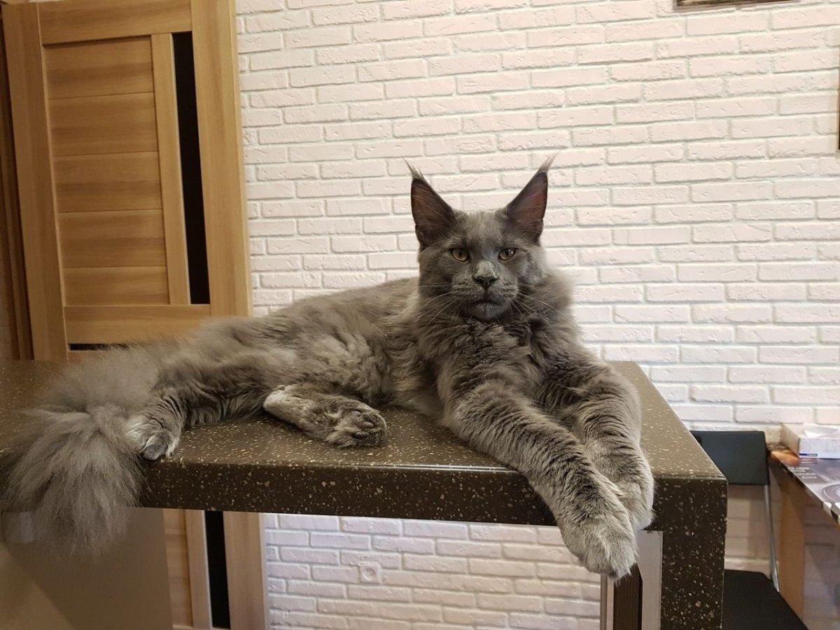 Дрессированный Мейн кун