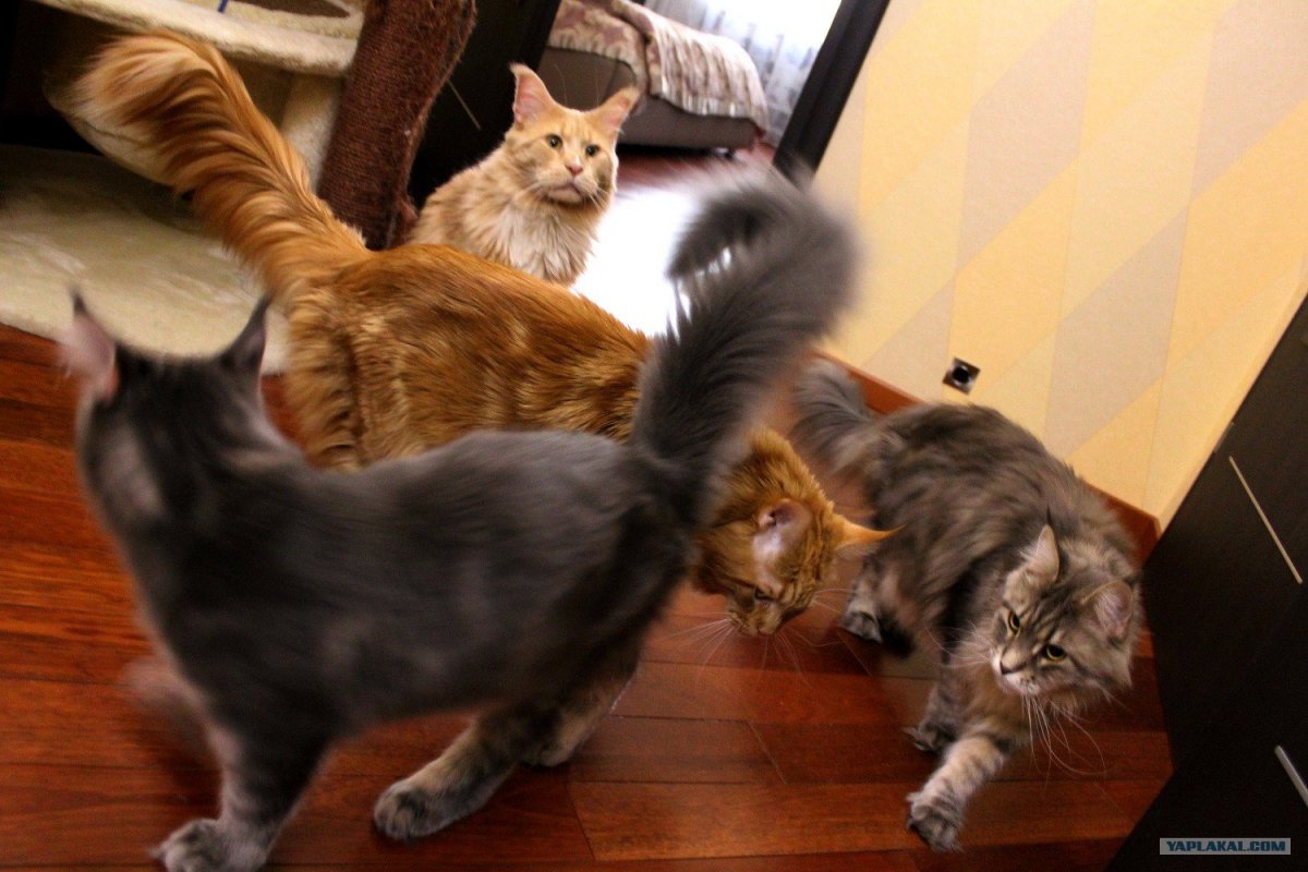 Этапы взросления Мейн куна