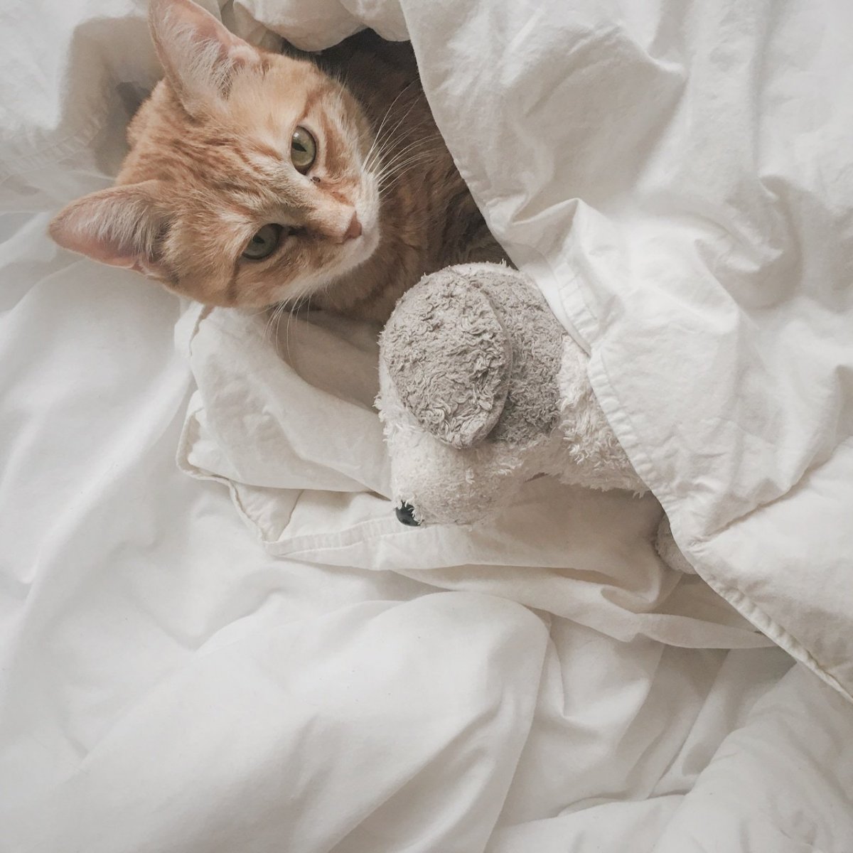 Бежевый Эстетика котенка