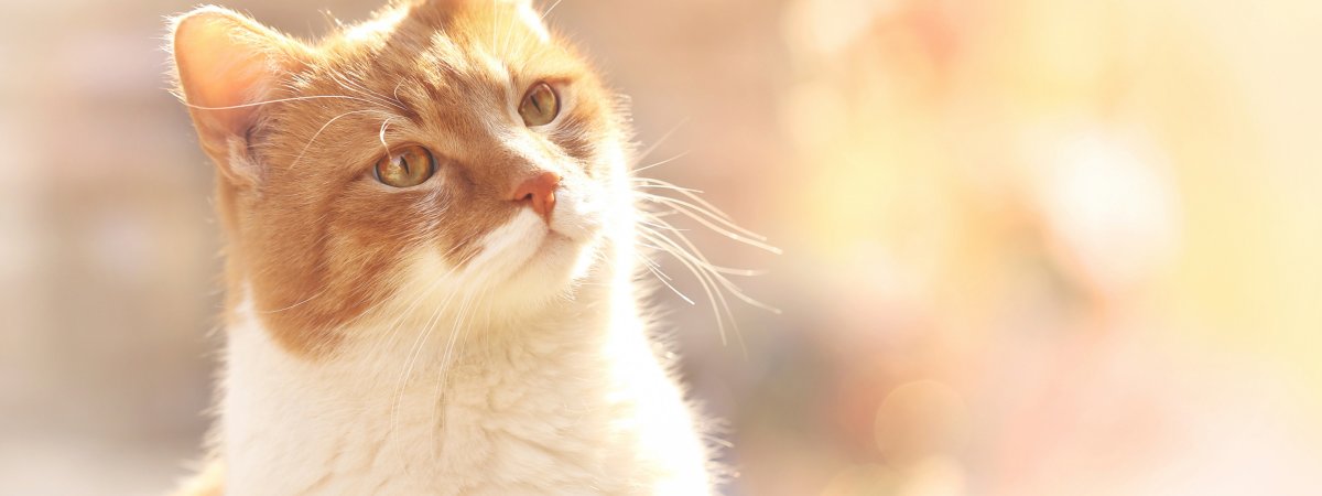 Обои персиковый кот