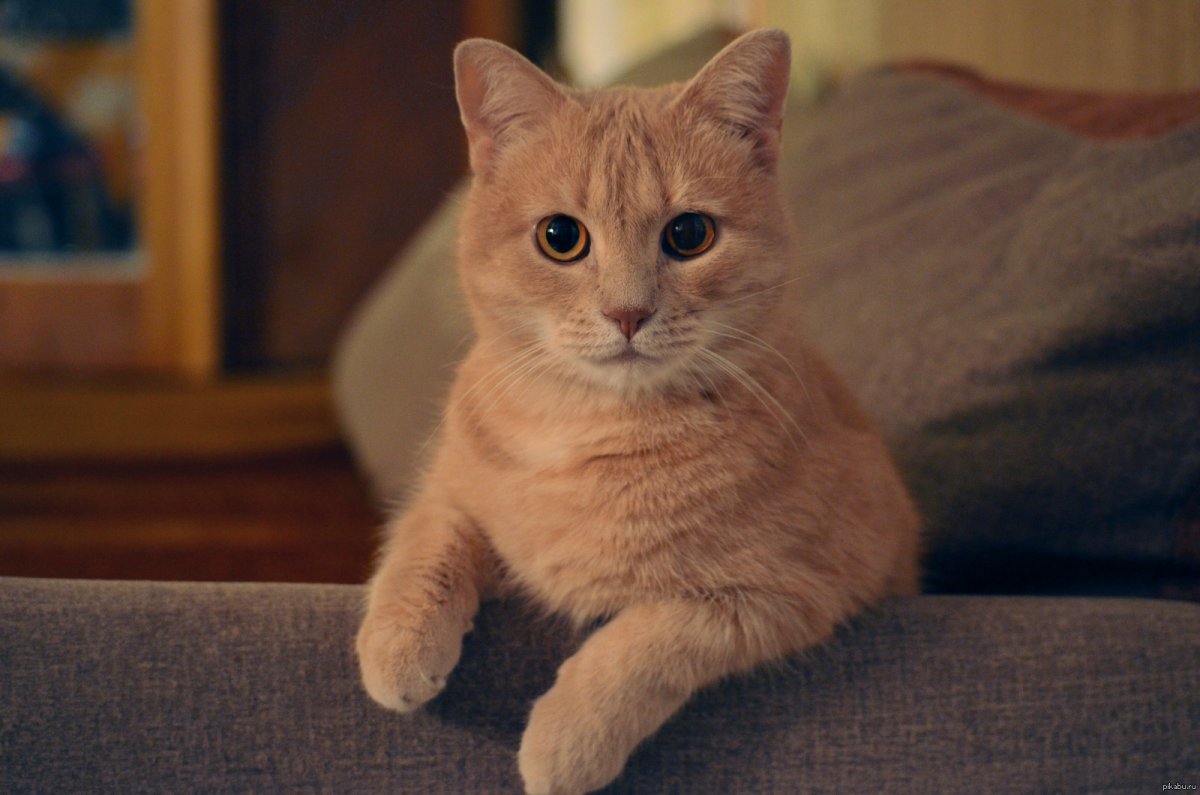 Персиковый кот порода