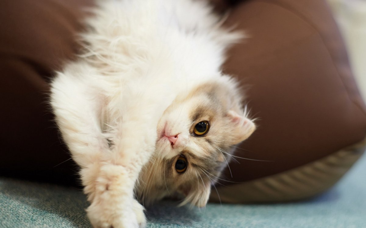 Пушистый кот на спине