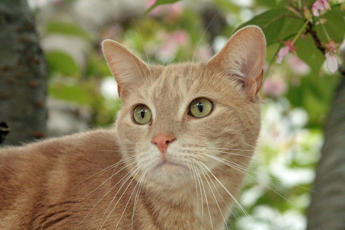 Кошка песочного окраса